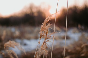 dry grass in the wind
