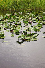 Alligator in Everglades
