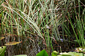 Florida Everglades 10