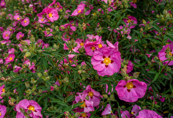 2020 pink flower garden stones daisy pink spring beautiful