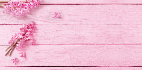 pink hyacinth on  pink wooden background