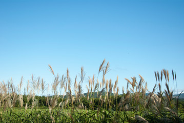 青空に浮かぶ白い雲とススキ