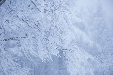 Fototapeta na wymiar 秋田県の雪景色　冬の朝　山と森林　霧に包まれた風景