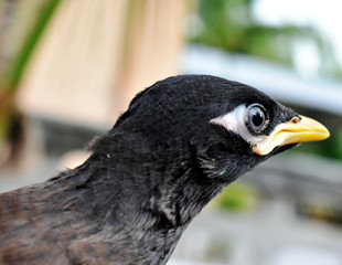 Brown-black-white Myna Bird, isolated on a blurred background 