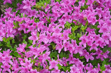 Fototapeta premium close up on blooming purple rhododendron in spring
