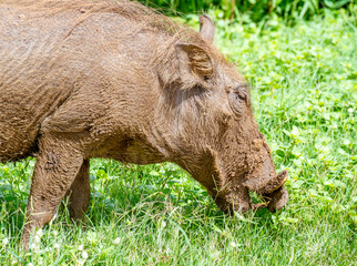 Portrait of a mud covered warthog isolated grazing in the Kruger National Park in South Africa image in horizontal format