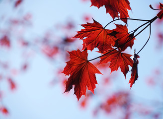 red leaves branches in spring