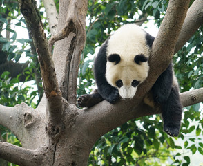 Obraz premium young panda climbing up and playing on the tree