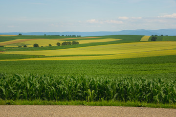 farm fields yellow and green 1