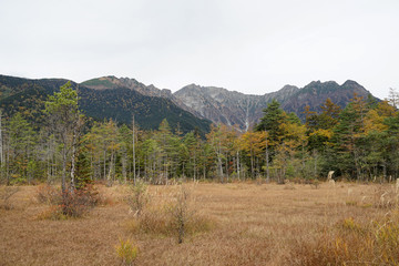 Beautiful meadow landscape with mountain background in Japan Alps Kamikochi, Nagano, Japan