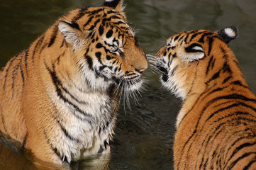 Tigers play in the water