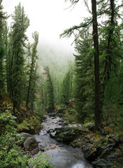 Siberian taiga, dense forest, conifers. A stream in the rocky shores. Natural light.