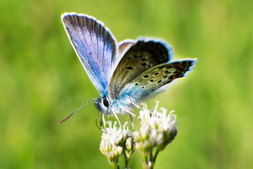 A beautiful blue butterfly Polyommatus icarus sits on a flower. Close-up. Macro.