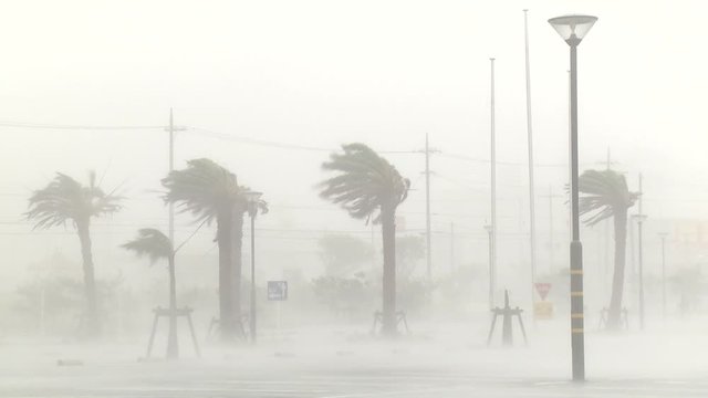 Palm Trees Battered By Hurricane Eyewall Wind - Muifa