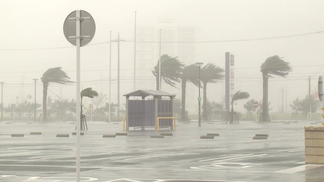 Palm Trees Thrash In Hurricane Eyewall Wind And Rain - Muifa