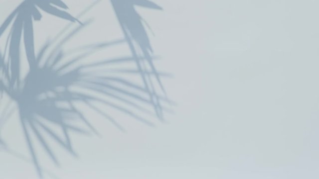 Close up silhouette shadow of palm leaves motion by natural wind on white wall background.	