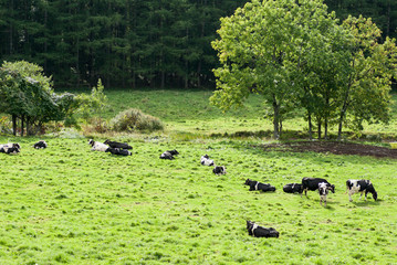 乳牛の佇む放牧場北海道