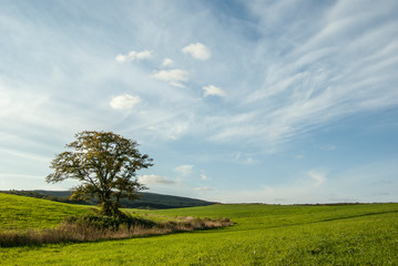 Fototapeta na wymiar 広い青空と広がる丘と一本の木