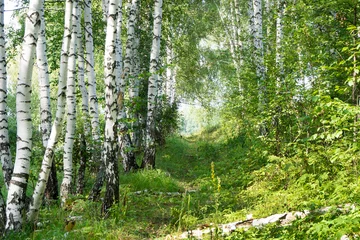 Fleecedeken met foto Overgrown path in a birch forest. Summer sunny landscape. © Eugene