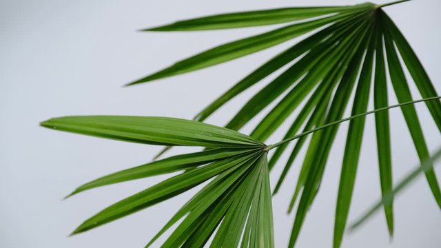close up of palm leaf, tropical leaf in natural wind on minimal style background