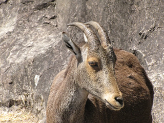 Munnar mountain goat, Nilgiri Tahr, Hemitragus hylocrius in Eravikulam National Park - Kerala, India