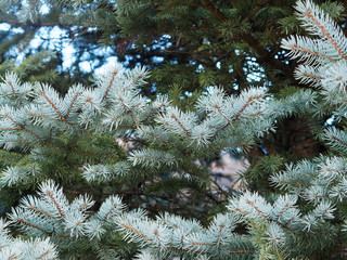 (Picea pungen) Stech-Fichte oder Blau-Fichte mittelgroßer blauer Baum mit blaugrün bis silber...