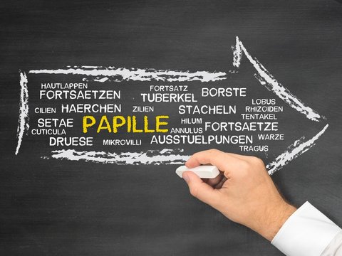 Papille