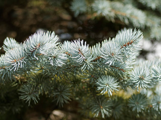 (Picea pungen) Blau-Fichte mit blaugrün bis silber derben scharfen zugespitzten Nadeln