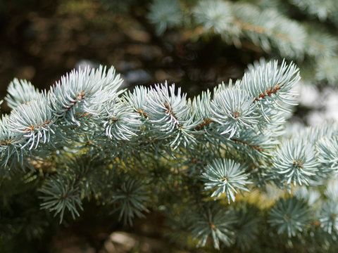 (Picea pungen) Blau-Fichte mit blaugr&uuml;n bis silber derben scharfen zugespitzten Nadeln