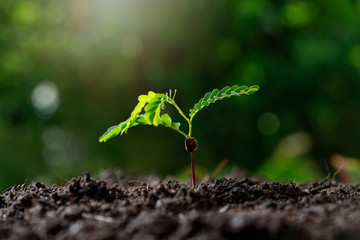 Close up Young plant (tamarind tree) growing in fertile soil.