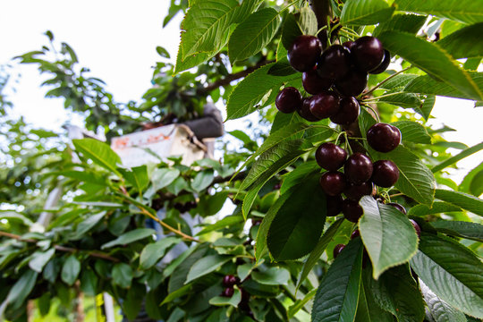 Sweet black lapins cherries on the tree branch. Farm worker picking cherries from the tree at the background. Selective focus
