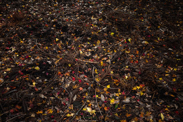 色とりどりの落ち葉