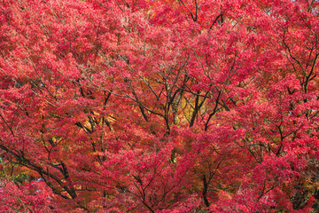 真っ赤に色づくイロハモミジの紅葉