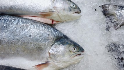 Trout lies on ice crumbs, a showcase.