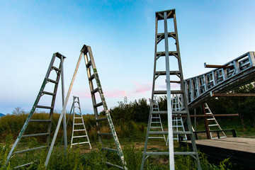 Many tripod fruit picking ladders. Gardening tools and equipment ready to use in the cherry orchard, Creston Valley, British Columbia, Canada