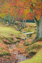 Naklejka premium 南京櫨の紅葉の風景