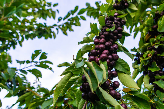 Sweet black lapins cherries on the tree branch. Ripe cherries bunch hanging on the tree. Natural fruit production in the organic orchard
