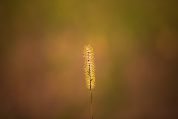 逆光に照る狗尾草の穂