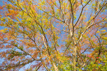 青空に映える秋楡の紅葉