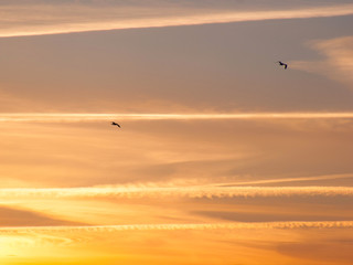 Fototapeta na wymiar Seagulls on sunset sky background