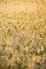 逆光で光る力芝の群生