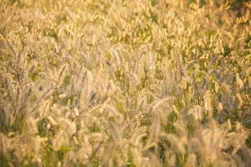逆光で光る力芝の群生