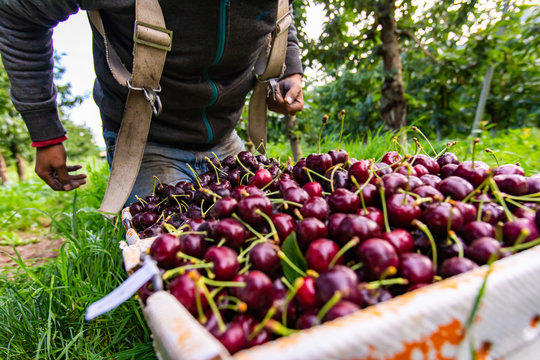 Freshly picked sweet black cherries in the bucket. An unrecognizable farm worker putting picked lapins cherries into the bucket