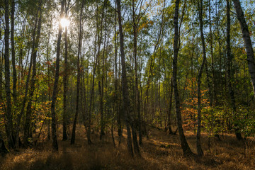 die Sonne scheint durch die Bäume eines Birkenwaldes