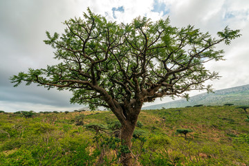 Boswellia elongata, an endemic tree in Homhil, Socotra, Yemen - obrazy, fototapety, plakaty