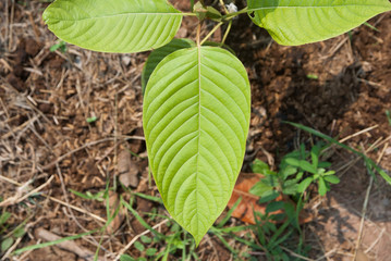 Mitragyna speciosa tree, Mitragyna speciosa from Thailand country