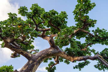 Sterculia africana by Hoq Cave in Socotra, Yemen