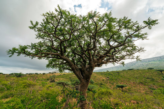 Boswellia elongata, an endemic tree in Homhil, Socotra, Yemen