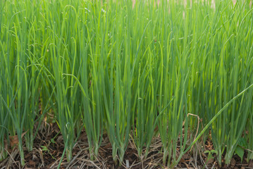 Obraz premium Aliurmcepa var aggregatum, Green Shallot, Green Shallot from Thailand country
