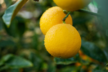 A closeup of several wet meyer lemons growing on a tree.
